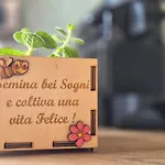 Lichia * Pula